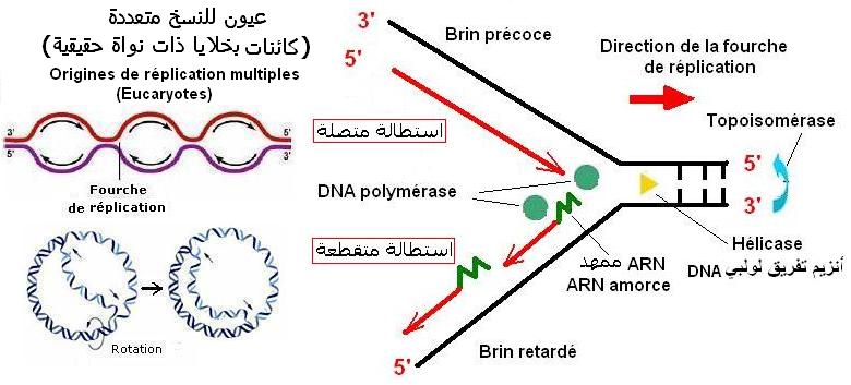 ADN. Réplication - DNA polymerase