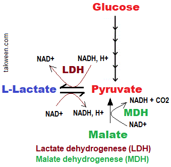 lactate déshydrogénase  et MDH