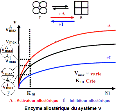 Système V
