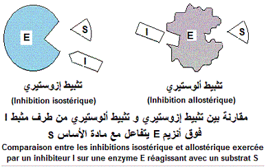 enzyme allostérique