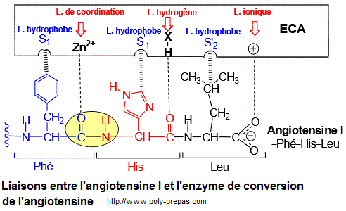 Complexe ECA-Angiotensine