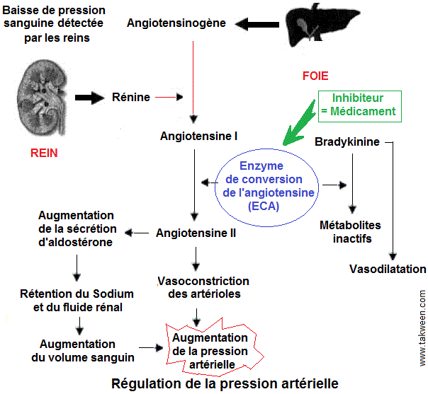 Angiotensine, vasoconstriction