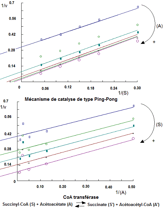 Coenzyme A transférase, CoA-transférase