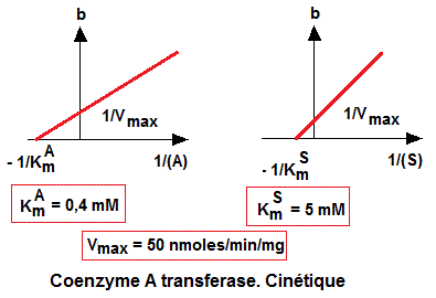 Enzymologie. Diagrammes secondaires