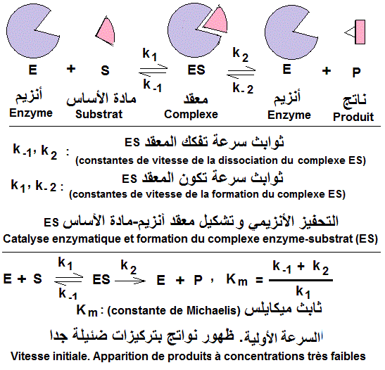 Eenzymes. Complexe ES