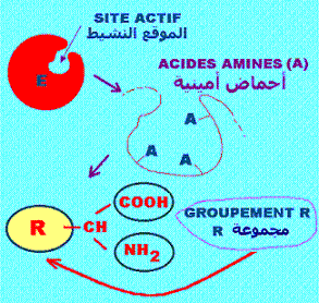Catalyse. site actif des enzymes