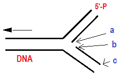 DNA plymérase. Fourche de réplication