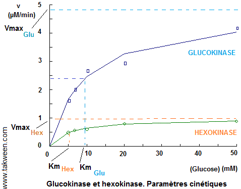 Glucokinase. Cinétiqque