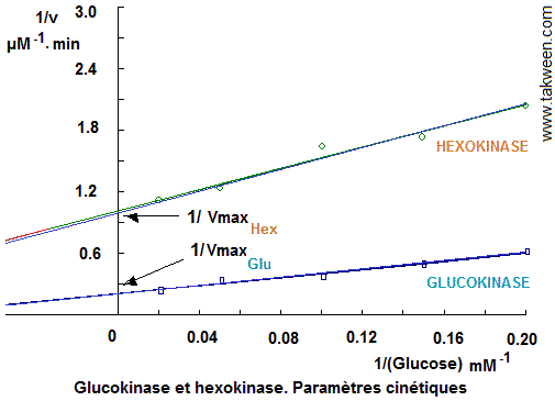 Glucokinase. Cinétique