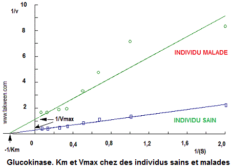 Glucokinase. Sain, malade