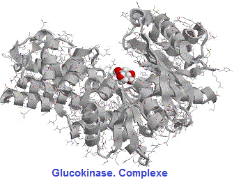 enzymologie (efficacité catalytique, phosphatase alcaline, ..). Glucokinase