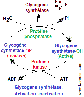 Glycogène synthétase en glycogénogenèse