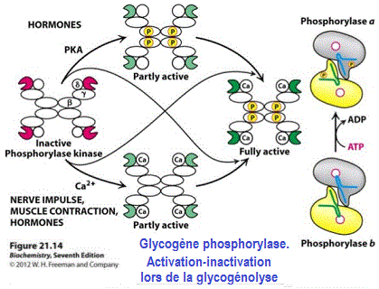 Glycogène phosphorylase. Activation-inactivation