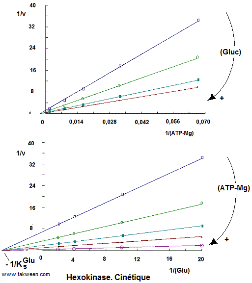 Enzymologie. Hexokinase
