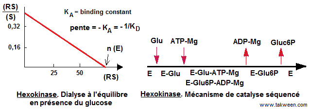 dialyse à l'équilibre