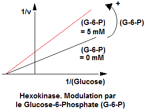 Hexokinase. Modulation G-6-P