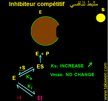 complexe enzyme-inhibiteur competitif