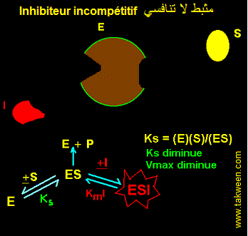 inhibiteurs incompetitifs 
