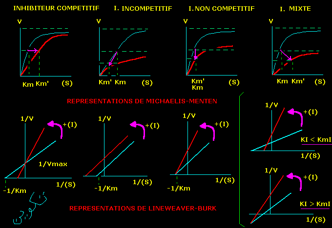 Interactions enzymes-inhibiteurs reversibles