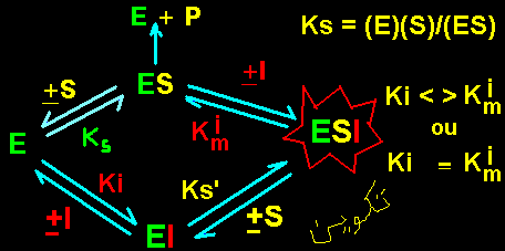complexes entre l'enzyme et l'inhibiteur reversible