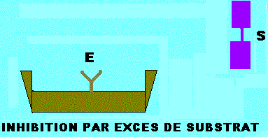 inhibition par excès de substrats