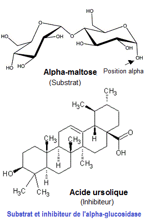 maltose, acide ursolique
