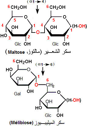 Maltose, mélibiose