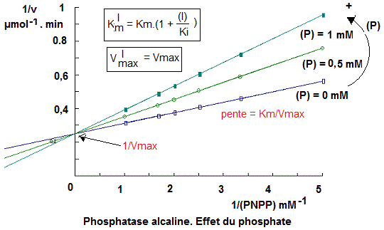 Enzymes. Phosphatase alcaline