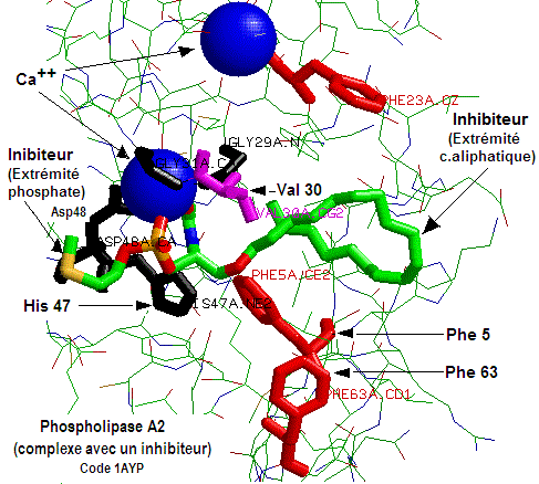 P. lipase A2. Complexe inhibiteur