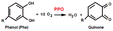 polyphénoloxydase (cas d'enzymes d'oxydoréductases)