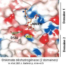 Shikimate dehydrogenase. complexe ternaire