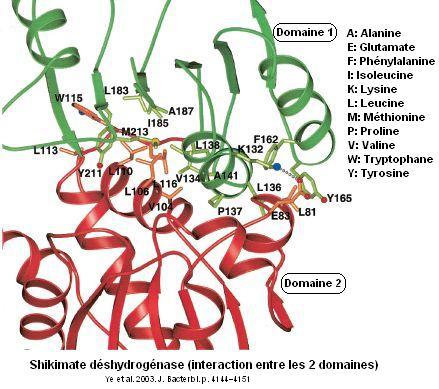 shikimate dehydrogenase. Domaines