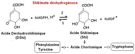 Enzymologie. shikimate déshydrogénase
