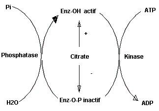 Régulation enzymatique