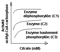 métabolisme des lipides. Acétyl-SCoA carboxylase