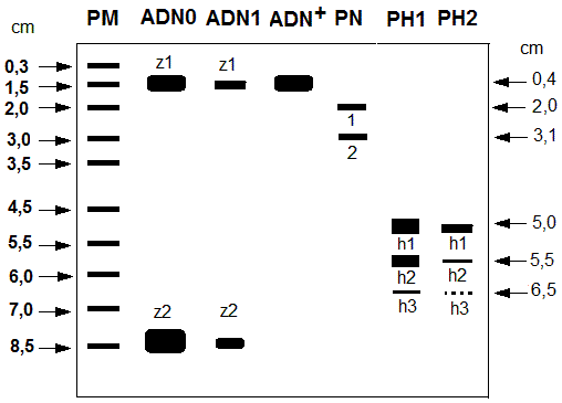électrophorèse ADN, plasmide