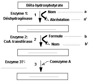 hydroxybutyrate