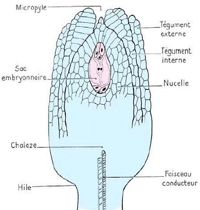 ovule des angiospermes