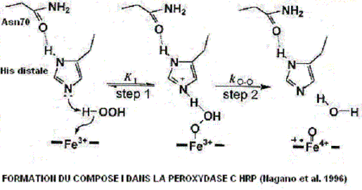 Structure site actif de la peroxydase