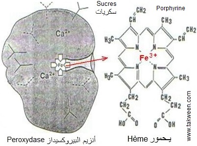peroxydases. porphyrine