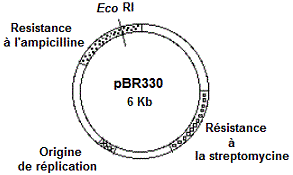 Plasmide pBR330