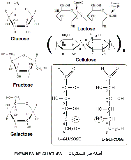 glucides, oses, diholosides, polyholosides, سكريات