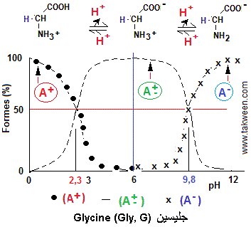glycine. Formes ioniques