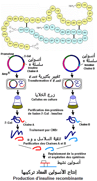 Insuline.   بيوتكنولوجيات