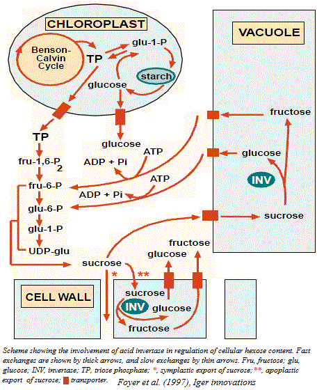 invertase localization
