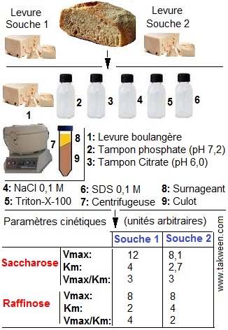 levure. extraction de l'enzyme