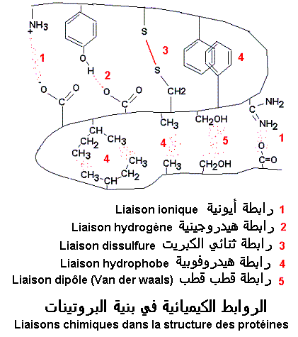 structure des protéines. types de liaisons chimiques 