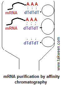 mRNA purification