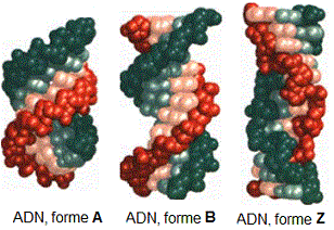 Acides nucléiques: ADN. Formes A, B, Z