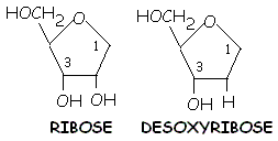 pentose (ribose, désoxyribose)